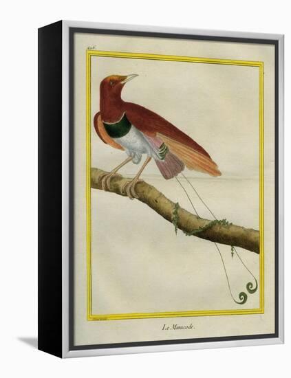 King Bird-Of-Paradise-Georges-Louis Buffon-Framed Premier Image Canvas