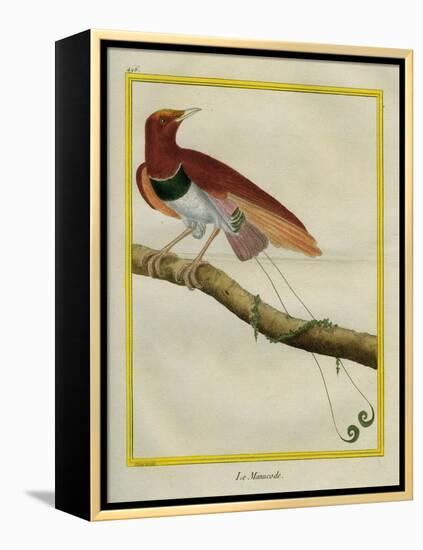 King Bird-Of-Paradise-Georges-Louis Buffon-Framed Premier Image Canvas