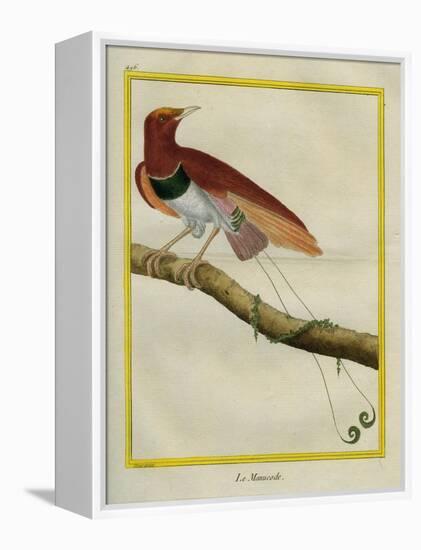 King Bird-Of-Paradise-Georges-Louis Buffon-Framed Premier Image Canvas