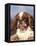 King Charles Cavalier Spaniel Adult Portrait-Adriano Bacchella-Framed Premier Image Canvas