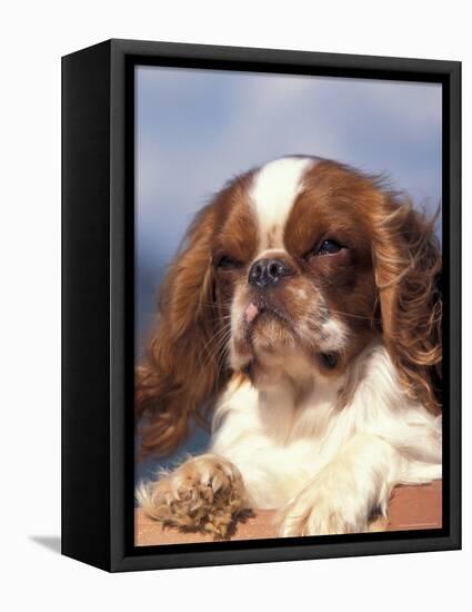 King Charles Cavalier Spaniel Adult Portrait-Adriano Bacchella-Framed Premier Image Canvas