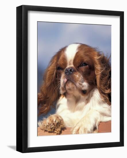 King Charles Cavalier Spaniel Adult Portrait-Adriano Bacchella-Framed Photographic Print