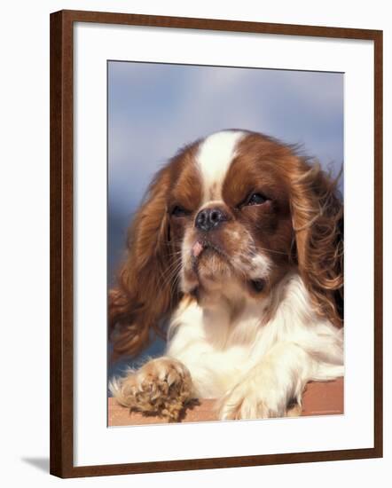 King Charles Cavalier Spaniel Adult Portrait-Adriano Bacchella-Framed Photographic Print