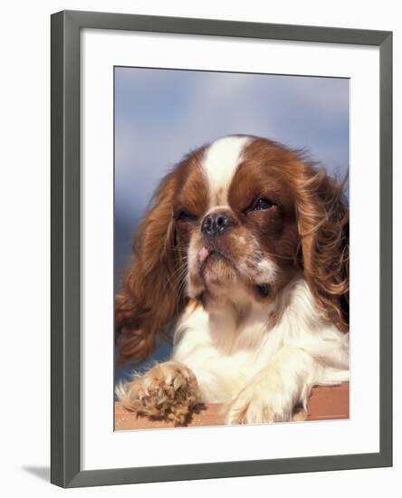 King Charles Cavalier Spaniel Adult Portrait-Adriano Bacchella-Framed Photographic Print