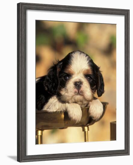 King Charles Cavalier Spaniel Puppy Portrait-Adriano Bacchella-Framed Photographic Print