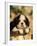 King Charles Cavalier Spaniel Puppy Portrait-Adriano Bacchella-Framed Photographic Print