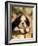 King Charles Cavalier Spaniel Puppy Portrait-Adriano Bacchella-Framed Photographic Print