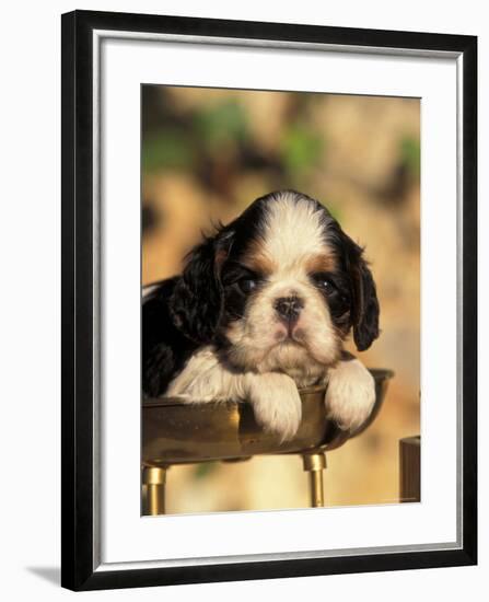 King Charles Cavalier Spaniel Puppy Portrait-Adriano Bacchella-Framed Photographic Print