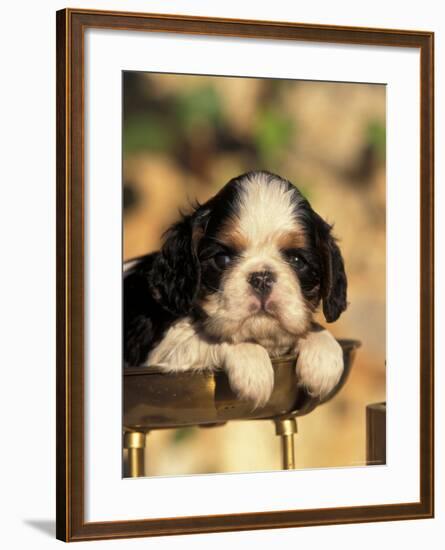 King Charles Cavalier Spaniel Puppy Portrait-Adriano Bacchella-Framed Photographic Print