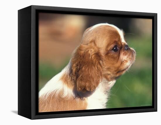 King Charles Cavalier Spaniel Puppy Profile-Adriano Bacchella-Framed Premier Image Canvas