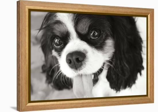 King Charles Spaniel Black and White-Karyn Millet-Framed Premier Image Canvas