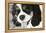 King Charles Spaniel Black and White-Karyn Millet-Framed Premier Image Canvas