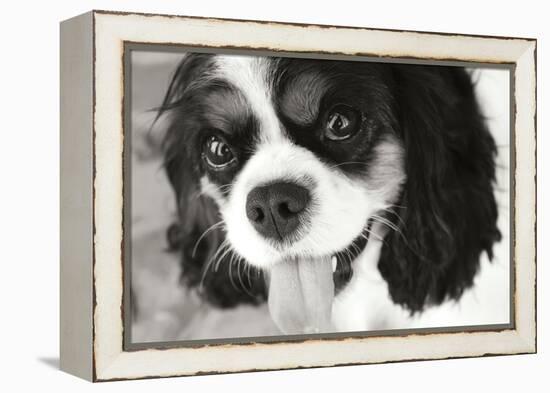 King Charles Spaniel Black and White-Karyn Millet-Framed Premier Image Canvas