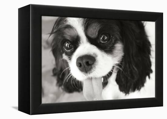 King Charles Spaniel Black and White-Karyn Millet-Framed Premier Image Canvas