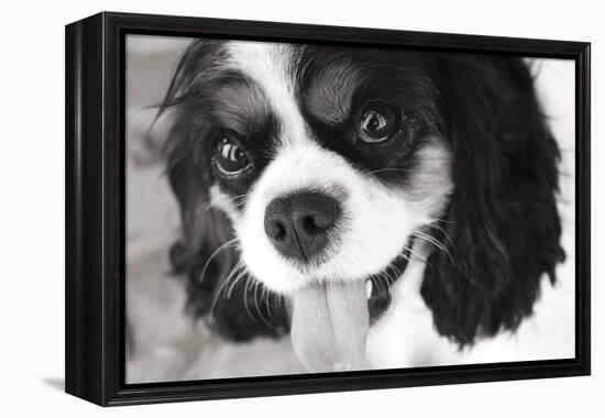 King Charles Spaniel Black and White-Karyn Millet-Framed Premier Image Canvas