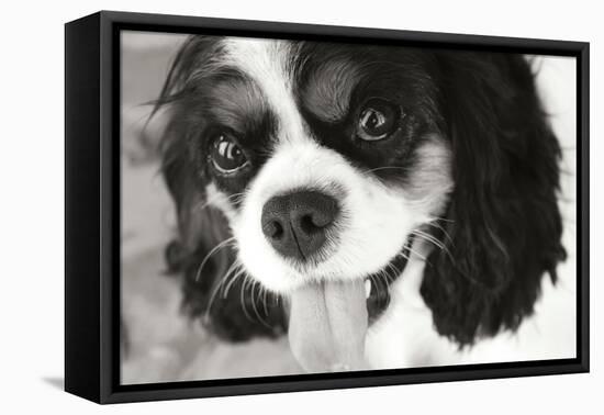 King Charles Spaniel Black and White-Karyn Millet-Framed Premier Image Canvas