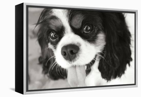 King Charles Spaniel Black and White-Karyn Millet-Framed Premier Image Canvas