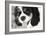 King Charles Spaniel Black and White-Karyn Millet-Framed Photographic Print