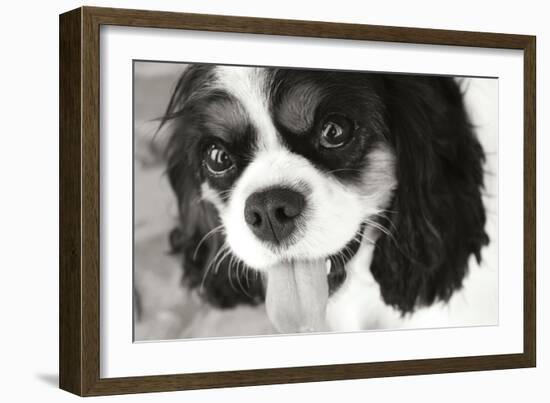 King Charles Spaniel Black and White-Karyn Millet-Framed Photographic Print