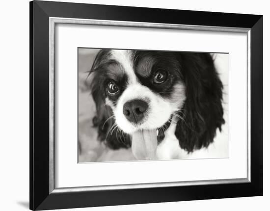 King Charles Spaniel Black and White-Karyn Millet-Framed Photographic Print