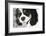 King Charles Spaniel Black and White-Karyn Millet-Framed Photographic Print