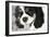 King Charles Spaniel Black and White-Karyn Millet-Framed Photographic Print