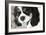 King Charles Spaniel Black and White-Karyn Millet-Framed Photographic Print