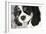 King Charles Spaniel Black and White-Karyn Millet-Framed Photographic Print