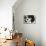 King Charles Spaniel Black and White-Karyn Millet-Mounted Photographic Print displayed on a wall
