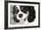 King Charles Spaniel Black and White-Karyn Millet-Framed Photographic Print