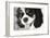 King Charles Spaniel Black and White-Karyn Millet-Framed Photographic Print