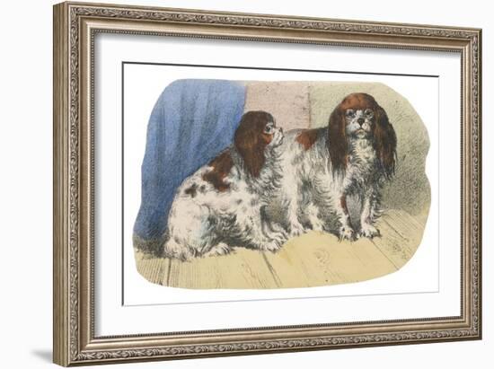 King Charles Spaniel, Blenheim-null-Framed Art Print