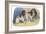 King Charles Spaniel, Blenheim-null-Framed Art Print