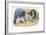 King Charles Spaniel, Blenheim-null-Framed Art Print