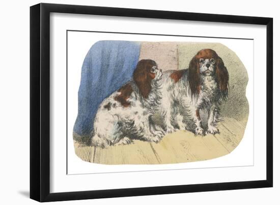 King Charles Spaniel, Blenheim-null-Framed Art Print