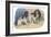 King Charles Spaniel, Blenheim-null-Framed Art Print