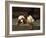 King Charles Spaniel Resting-Frederick Hall-Framed Giclee Print