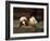 King Charles Spaniel Resting-Frederick Hall-Framed Giclee Print