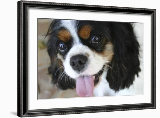 King Charles Spaniel-Karyn Millet-Framed Photographic Print