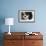 King Charles Spaniel-Karyn Millet-Framed Photographic Print displayed on a wall