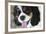 King Charles Spaniel-Karyn Millet-Framed Photographic Print