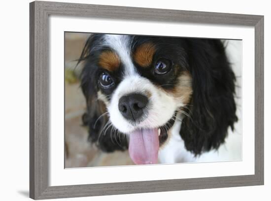 King Charles Spaniel-Karyn Millet-Framed Photographic Print