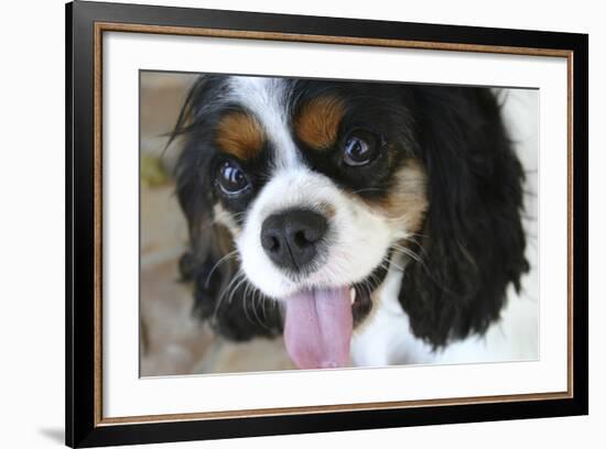 King Charles Spaniel-Karyn Millet-Framed Photographic Print