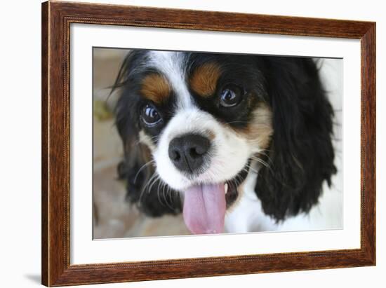 King Charles Spaniel-Karyn Millet-Framed Photographic Print