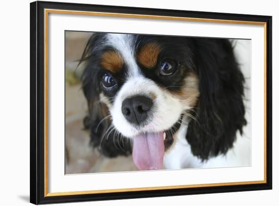 King Charles Spaniel-Karyn Millet-Framed Photographic Print