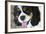 King Charles Spaniel-Karyn Millet-Framed Photographic Print