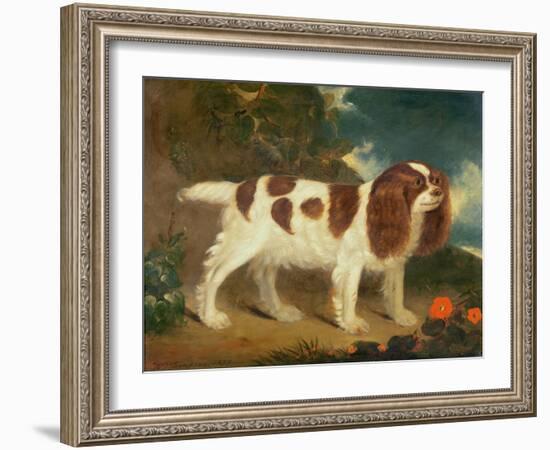 King Charles Spaniel-William Thompson-Framed Giclee Print