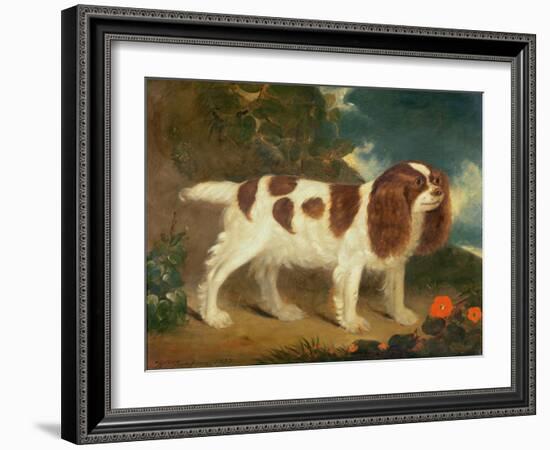 King Charles Spaniel-William Thompson-Framed Giclee Print