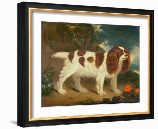 King Charles Spaniel-William Thompson-Framed Giclee Print