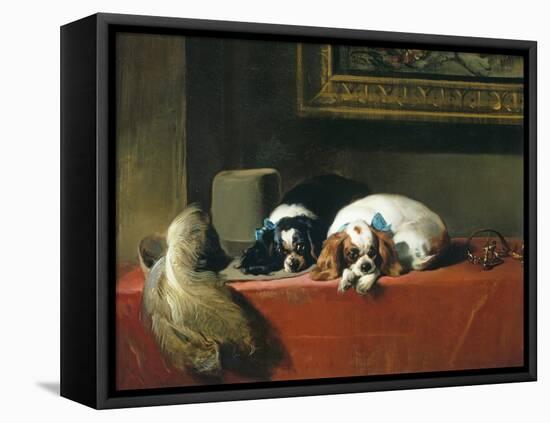 King Charles Spaniels ('The Cavalier's Pets')-Edwin Henry Landseer-Framed Premier Image Canvas